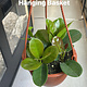 6" Hoya Australis Hanging Basket