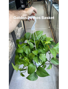 8" Golden Pothos Hanging Basket