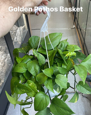  8" Golden Pothos Hanging Basket