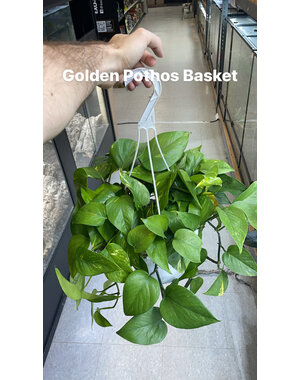  8" Golden Pothos Hanging Basket