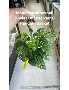  8" Monstera adansonii (Swiss Cheese Plant) Hanging Basket