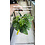 8" Monstera adansonii (Swiss Cheese Plant) Hanging Basket