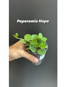  2.5" Peperomia Hope