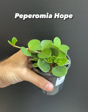  2.5" Peperomia Hope