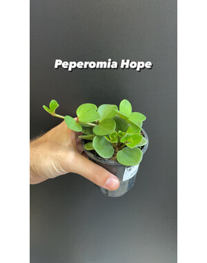  2.5" Peperomia Hope