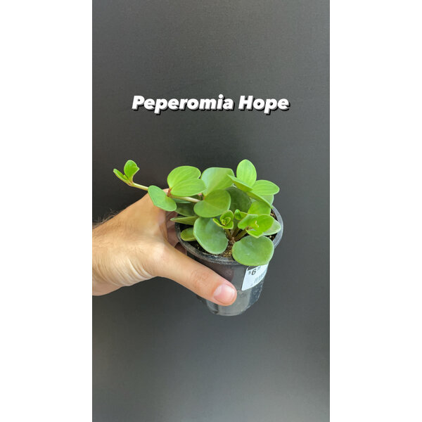 2.5" Peperomia Hope