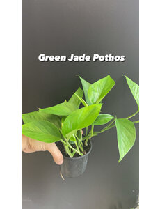  3.5" Green Jade Pothos