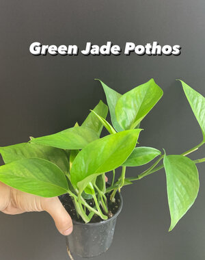  3.5" Green Jade Pothos