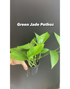  3.5" Green Jade Pothos