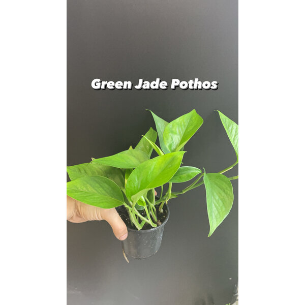 3.5" Green Jade Pothos