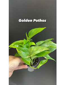  3.5" Golden Pothos