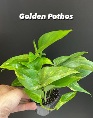  3.5" Golden Pothos