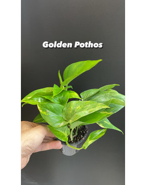  3.5" Golden Pothos