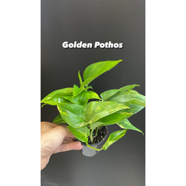 3.5" Golden Pothos
