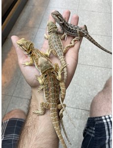  Fancy/Coloured Bearded Dragon