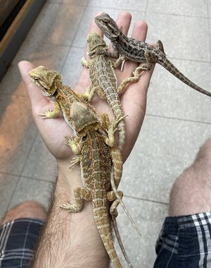  Fancy/Coloured Bearded Dragon