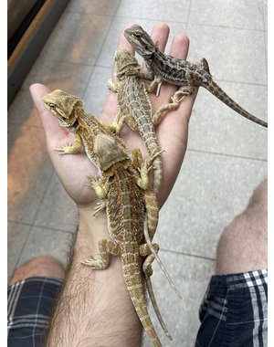  Fancy/Coloured Bearded Dragon