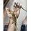Fancy/Coloured Bearded Dragon