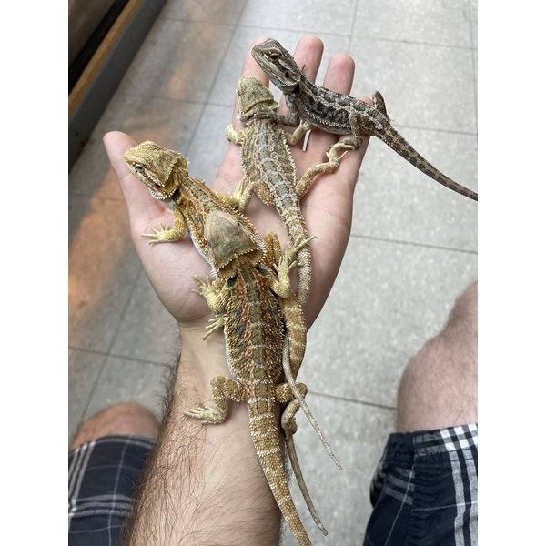 Fancy/Coloured Bearded Dragon