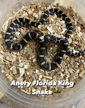 Anery Florida King Snake