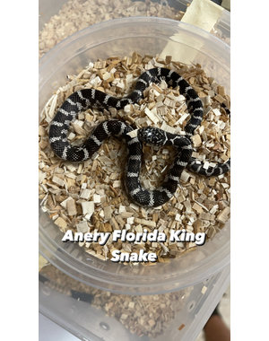  Anery Florida King Snake