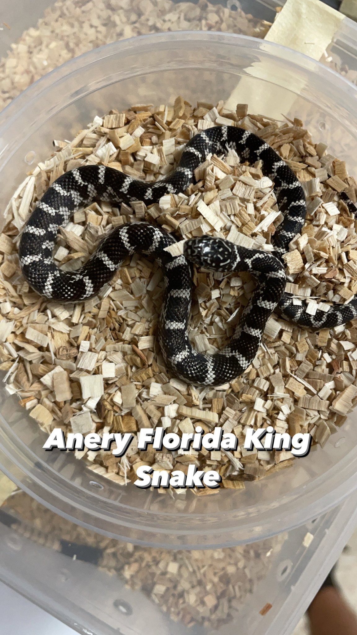 Florida King Snake (Lampropeltis getula floridana) Bioactive