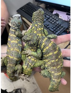  Ornate Uromastyx