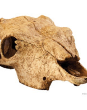 Exo Terra Exo Terra Buffalo Skull
