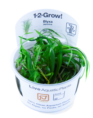 Tropica Tropica 1-2-Grow! Blyxa Japonica
