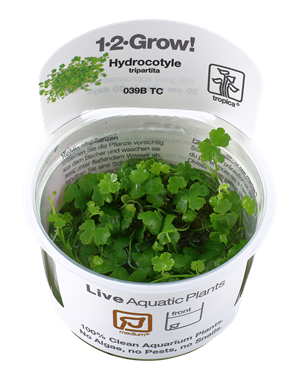 Tropica Tropica 1-2-Grow! Hydrocotyle Tripartita