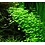 Tropica Tropica 1-2-Grow! Hydrocotyle Tripartita