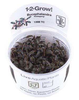 Tropica Tropica 1-2-Grow! Bucephalandra Kedagang