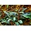 Tropica Tropica 1-2-Grow! Bucephalandra Kedagang