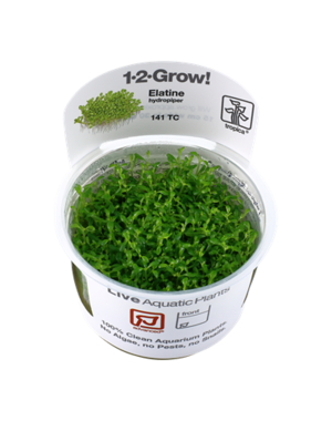 Tropica Tropica 1-2-Grow! Elatine Hydropiper