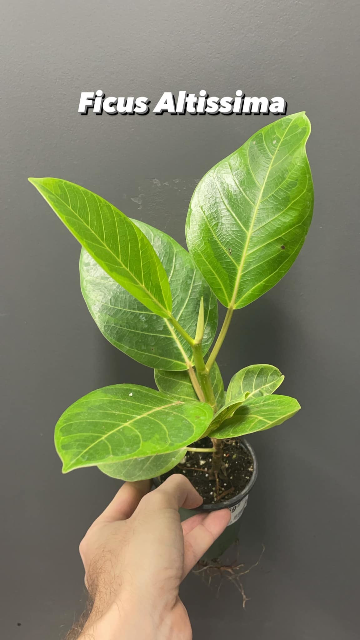 3.5" Ficus Altissima