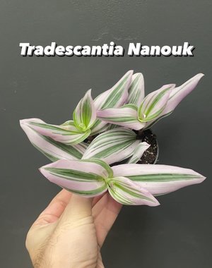  3.5" Tradescantia Nanouk