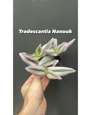  3.5" Tradescantia Nanouk