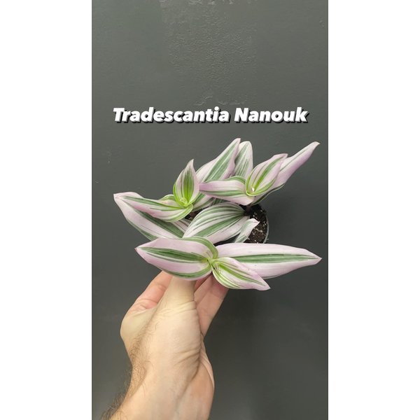 3.5" Tradescantia Nanouk