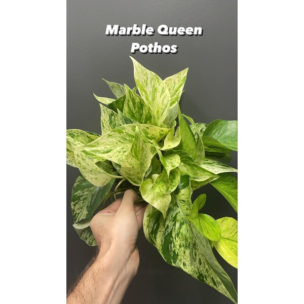 6" Marble Queen Pothos