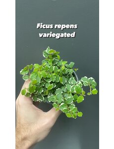  3.5" Ficus Repens Variegated