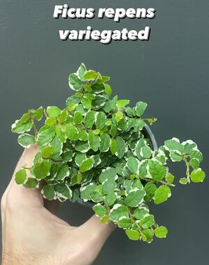  3.5" Ficus Repens Variegated
