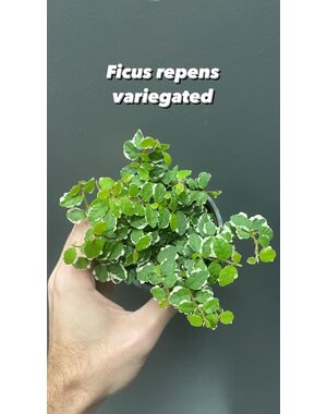  3.5" Ficus Repens Variegated