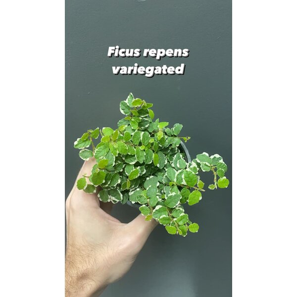 3.5" Ficus Repens Variegated