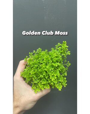  3.5" Golden Club Moss