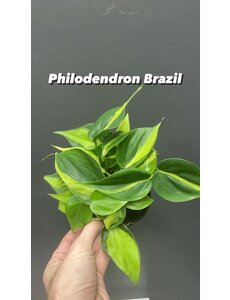  3.5 Philodendron Brazil