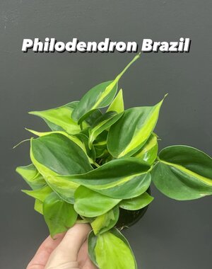  3.5"  Philodendron Brazil