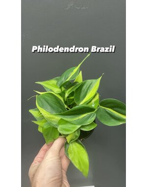  3.5"  Philodendron Brazil