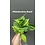 3.5"  Philodendron Brazil