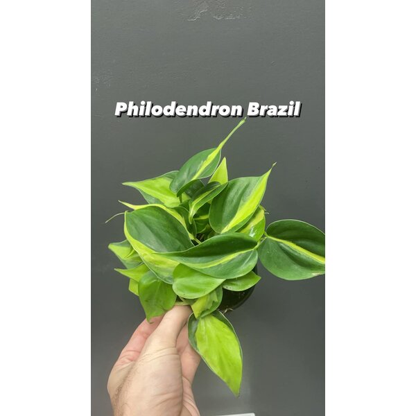 4"  Philodendron Brazil