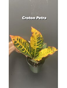  3.5" Croton Petra